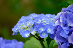 爽やか紫陽花