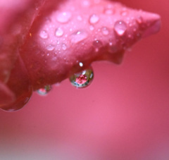 薔薇の中にバラ