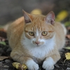猫のヒゲ