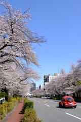 桜並木