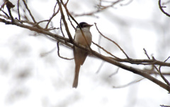 まるっこいのも