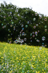 空高く
