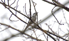 リュウキュウサンショウクイ