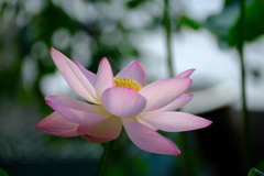 青菱紅蓮