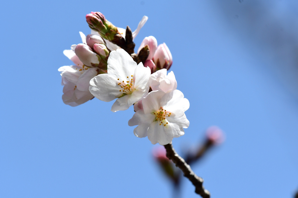 ソメイヨシノ開花３