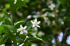 柑橘類の花１