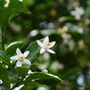 柑橘類の花１