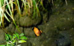 この後は見えなくなった この後は見えなくなった