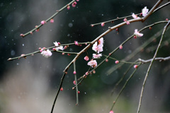 枝垂れ梅に雪が降る