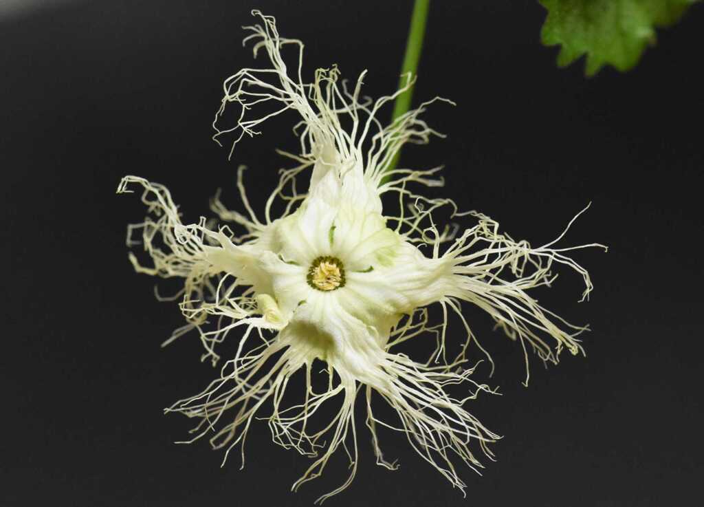 キカラスウリの花（過去写真）