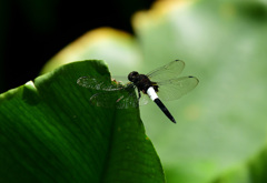 コシアキトンボのオス