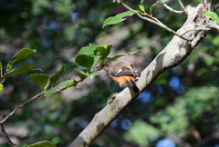 少しかくれんぼ