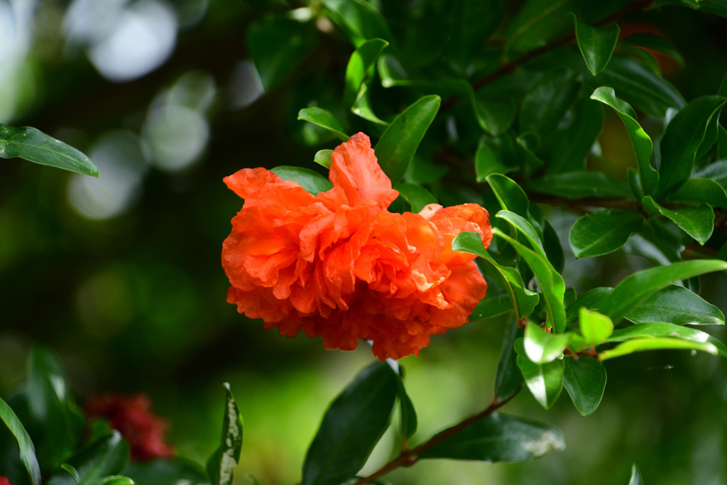 八重の花