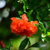 八重の花