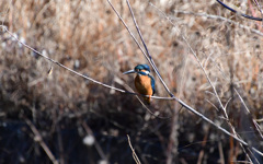 おなかはオレンジ
