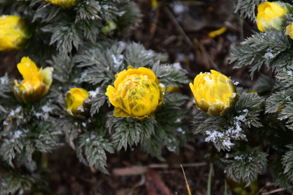 フクジュソウにも