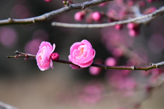 錦光１