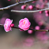錦光１