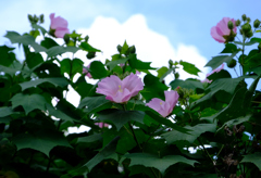 夏空に向かう