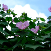 夏空に向かう
