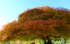 イトモミジの紅葉