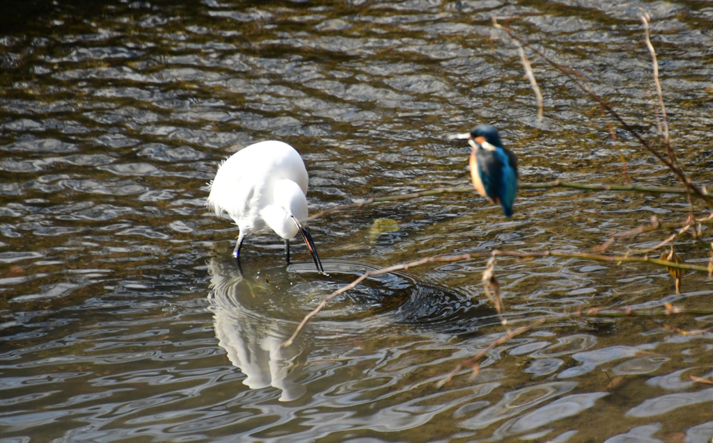 ７今度は失敗か