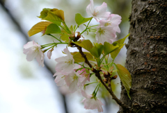 里桜「苔清水」