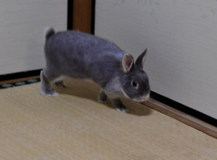 ぽてぽて