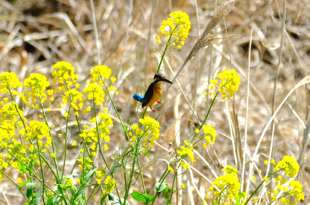 菜の花カワセミ