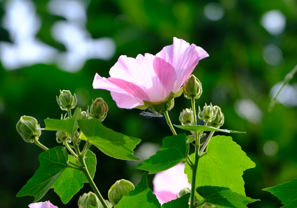 芙蓉の葉っぱ