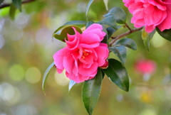 もう少し濃いピンクの