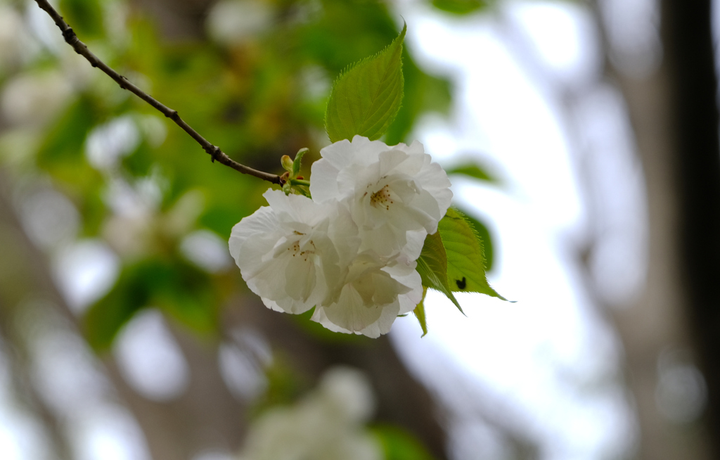 里桜「白妙」