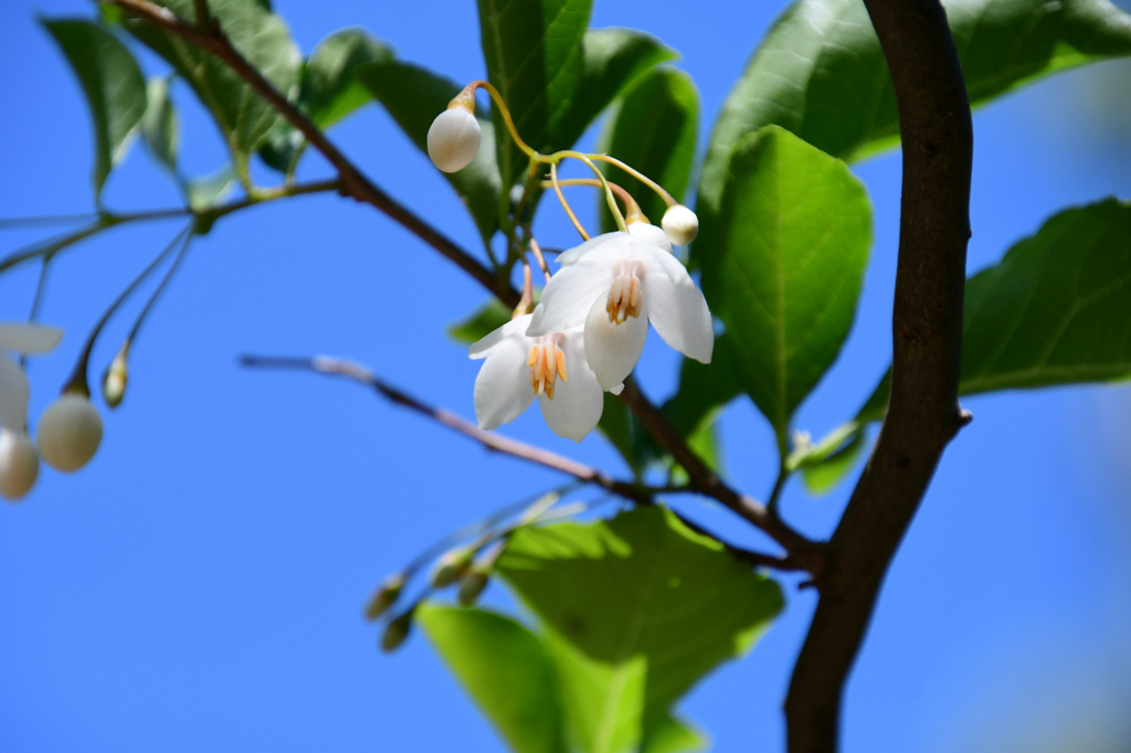 うれしい開花