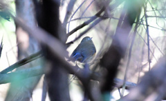 後ろが青いのは？