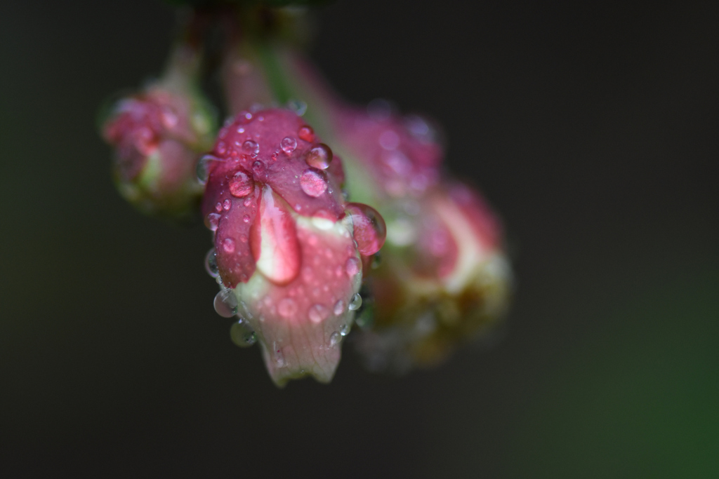 木瓜の蕾