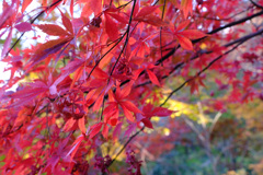 大きめの紅葉