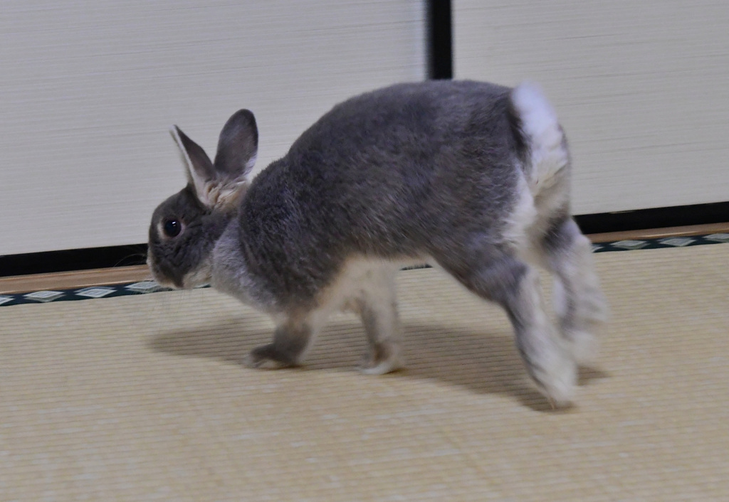 走る
