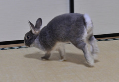 走る
