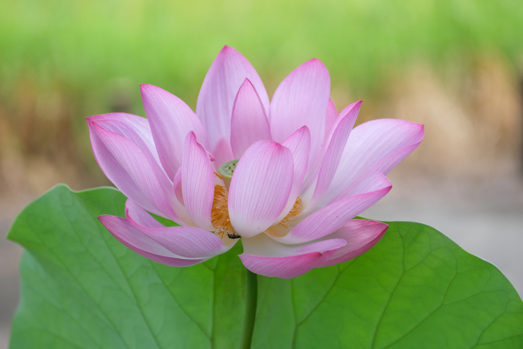 春日の森