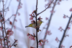 寒桜目白