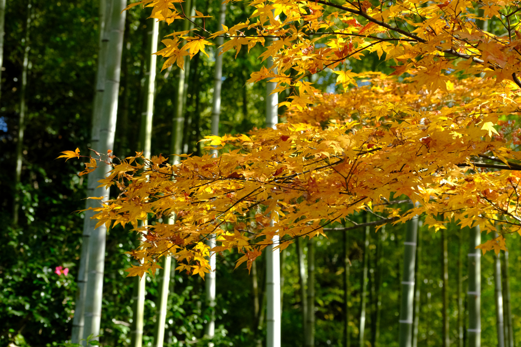 竹林と紅葉