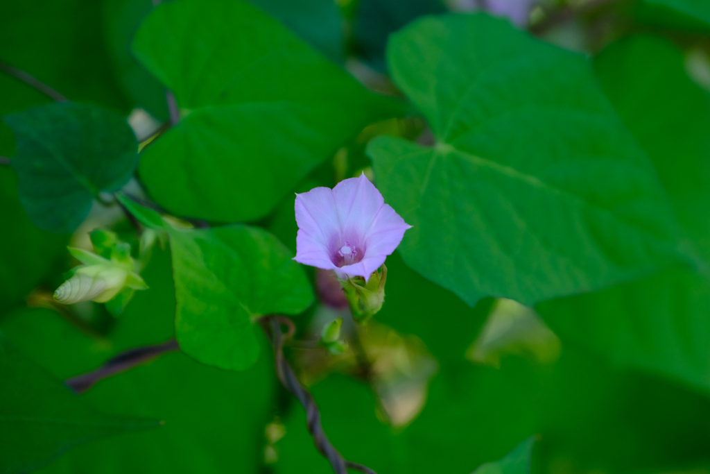 ベニバナマメアサガオ (1)