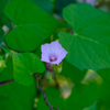 ベニバナマメアサガオ (1)