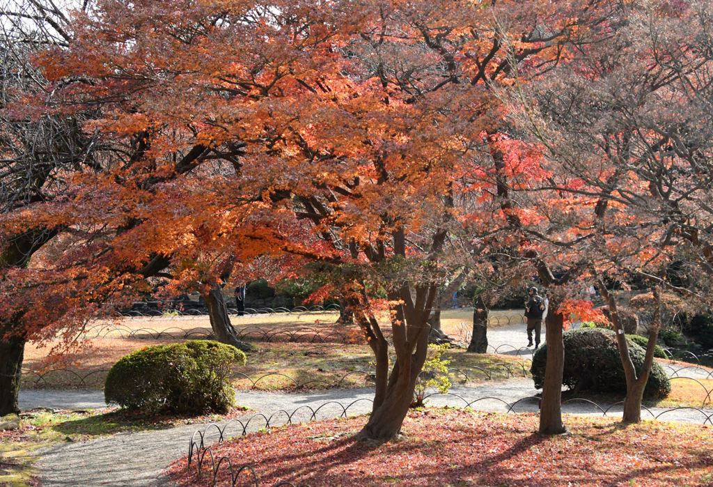 名残の紅葉