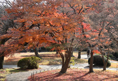 名残の紅葉