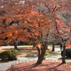 名残の紅葉
