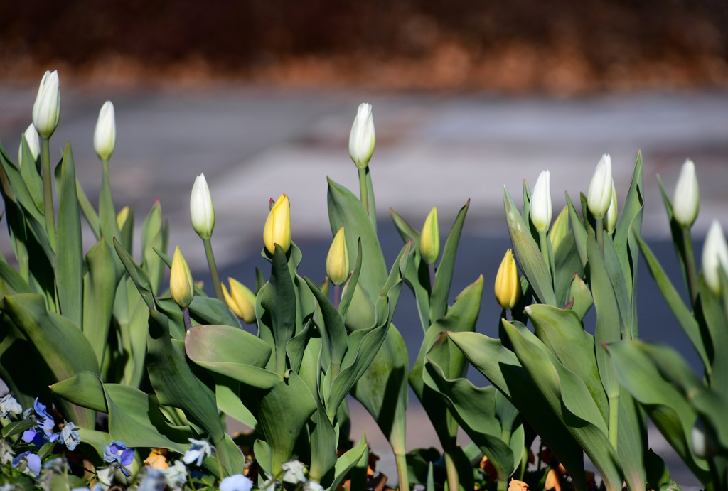 アイスチューリップ (1)