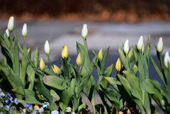 アイスチューリップ (1)