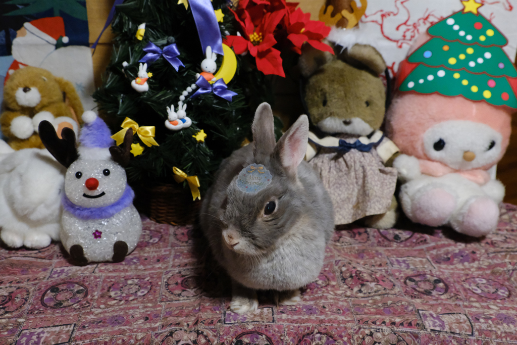 クリスマスシール