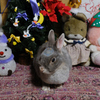 クリスマスシール